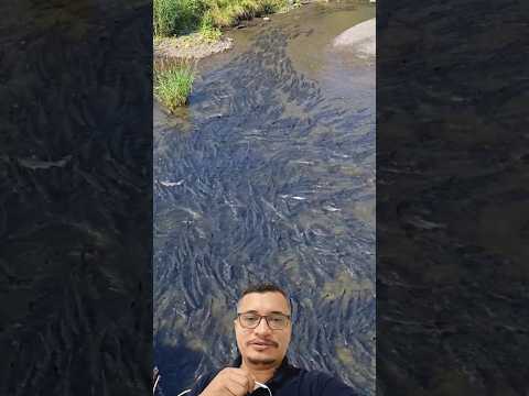 Fish going up the river to spawn during the piracema