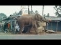 Elephant Rampage In Siliguri सिलीगुड़ी में जंगली हाथी न�