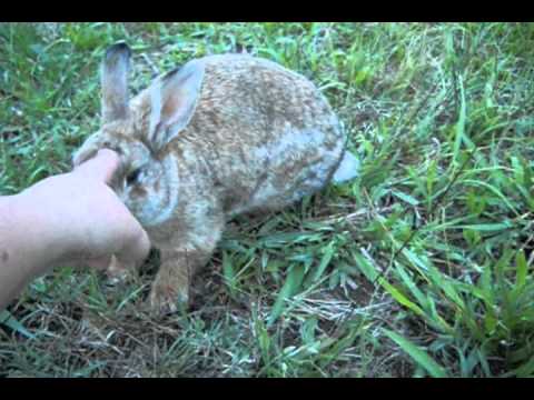 How to touch a wild rabbit