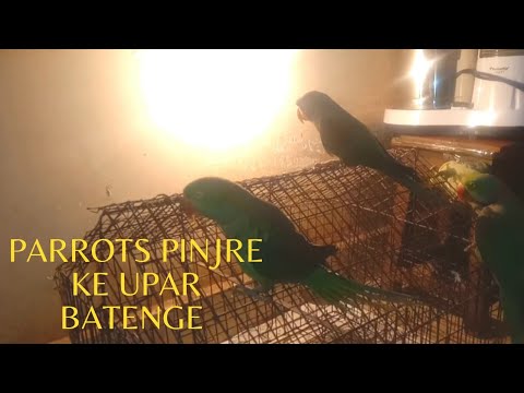 Parrots Pinjre ke upar batenge