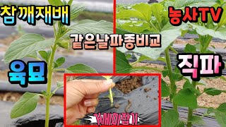 참깨재배, 참깨 밭에 현행범 거세미나방애벌레를 검거, 같은날  파종한 육묘와 직파한 참깨 비교 [농사TV]