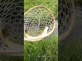Video Thumbnail for Brown trout dinner