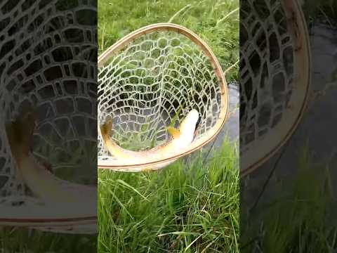 Brown trout dinner