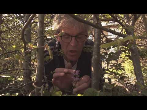 Buitengewoon - Aflevering 1 VROEGBLOEIERS