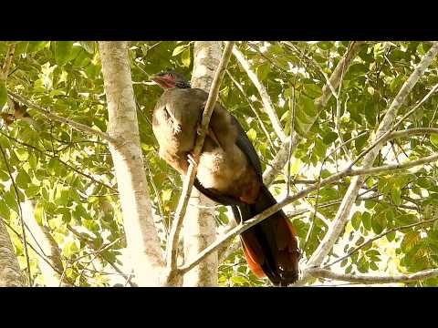 Aracuã-do-pantanal: De Boa! (Ortalis canicollis), Chaco Chachalaca, Charata, Aranquã, Araquã