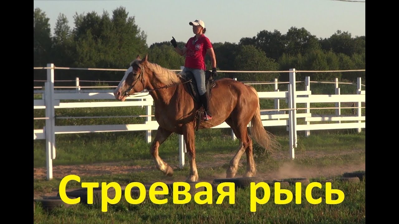 буденновская порода почему рыжие. веконь. как правильно держать повод лошади. строевая рысь на лошади техника. веконь.