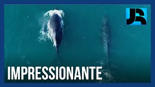 Miniatura do vídeo