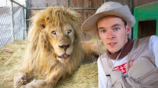 I TAMED A LION!!