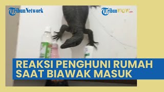 Viral Biawak Masuk Kamar Mandi, Penghuni Rumah Langsung Lari ke Pos Satpam