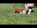 Mini Goldendoodle dogs for sale: Joy - Video 1