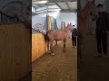 Horse Mating Shorts Horse