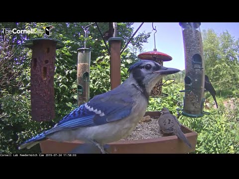 Blue Jay Eyes The Cornell Lab FeederWatch Cam – July 24, 2019