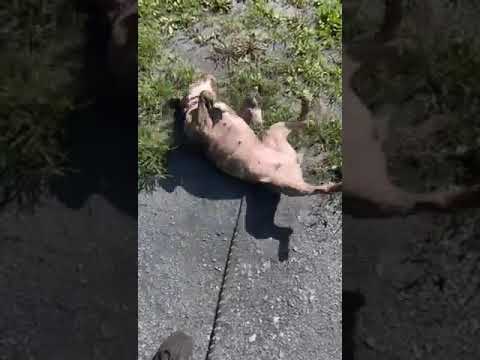 Shasta video