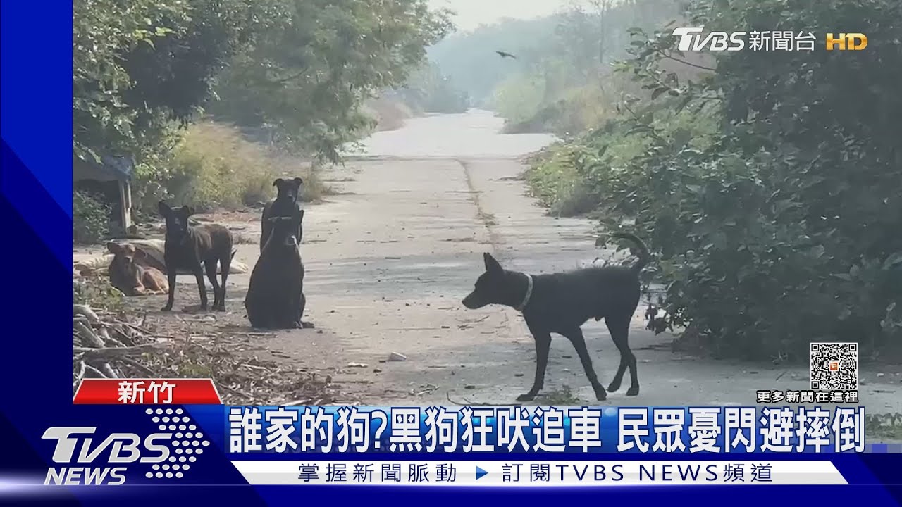 不要追我!黑狗大軍衝上前 機車騎士嚇壞