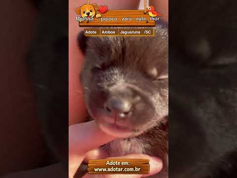 Vídeo de Melissa,,pipoca,zara,ayla,thor
