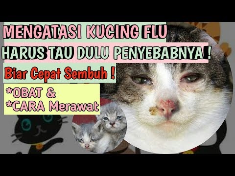 download lagu mp3 mp4 Cara Mengatasi Hidung Tersumbat Wikihow, download lagu Cara Mengatasi Hidung Tersumbat Wikihow gratis, unduh video klip Cara Mengatasi Hidung Tersumbat Wikihow