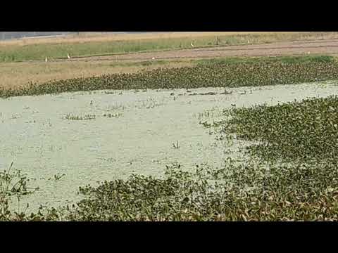 Swimming Birds in Vrinda Herbal park BAHEDA Etawah