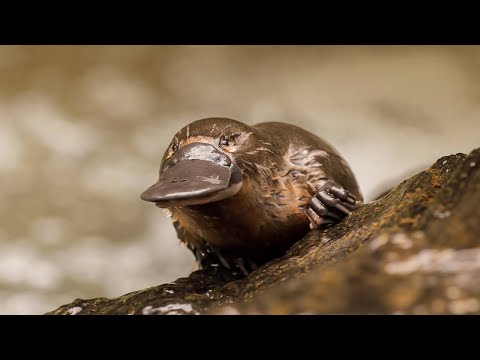 卵胎生動物: 例と興味深いもの