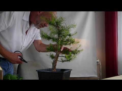 Erste Maßnahmen an der Lärche für die Lärchen-Challenge