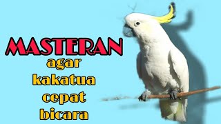 Download lagu Masteran agar kakatua cepat bicara mp3