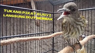 Download lagu BAYEMAN GACOR NEMBAK NGETRIL mp3