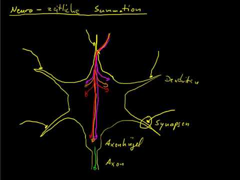 Neuro 12   zeitliche Summation