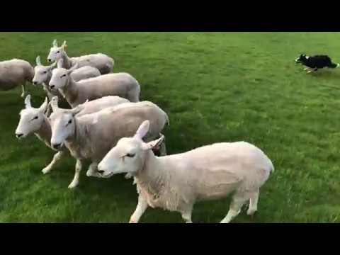 Sheep Herding Practice (May 31, 2019)