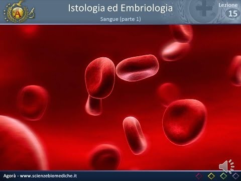 Istologia 15 - Sangue (parte 1)