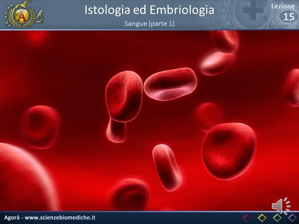 Istologia 15 - Sangue (parte 1)