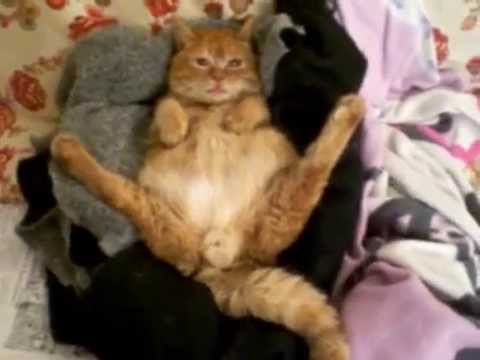 Funny cat!!!...meet michele,a feline dwarfism affected cat