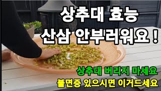 상추대 버리지 마시고 이렇게 해보세요 산삼 안부러워요! #상추대효능 #궁채나물 #상추대사용방법 #상추재배 #…