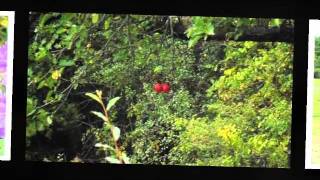 Lou Reed - Teach The Gifted Children