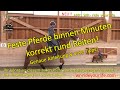 F182 Learning To Ride Horses In A Round Collected And Balanced Way Rider Aids Explained In Det