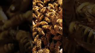 Download lagu Bee 🐝 #shorts #viral #shortsfeed #imaginedragons #music #song mp3 Download lagu Bee 🐝 #shorts #viral #shortsfeed #imaginedragons #music #song mp3