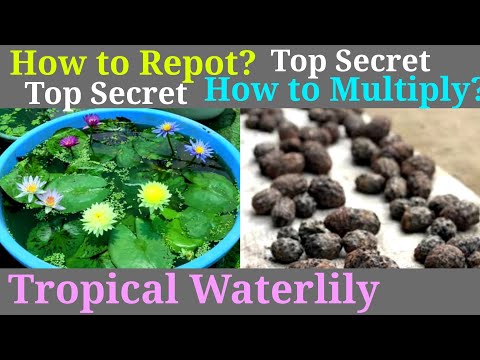 How To repot Tropical Waterlily After Winter And get Lot of bulb. Secret How to Multiply Waterlily