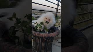Video preview image #1 Pomeranian Puppy For Sale in BALDWIN HILLS, CA, USA