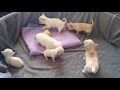 Tiny White Chihuahua Howls And Cries See Playlist