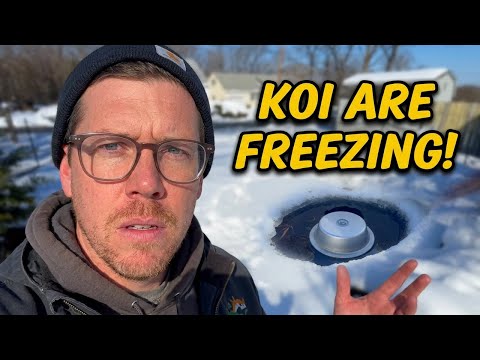 If you DON'T have this, your pond won't last the winter...