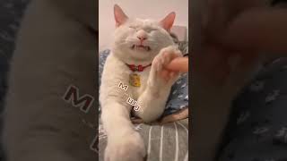 Download lagu enak susunya Mamah #kucinglucu #kucing #shorts mp3