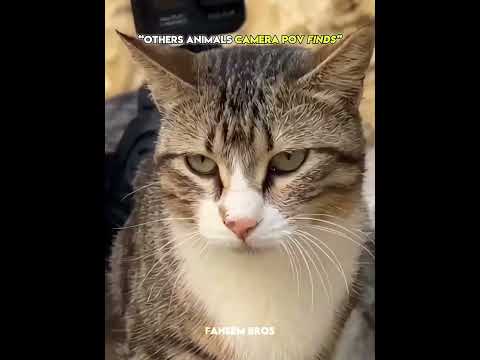 Other animals camera pov finds vs this guy ☠️ #trollface #trollfaceedit #meme #trending