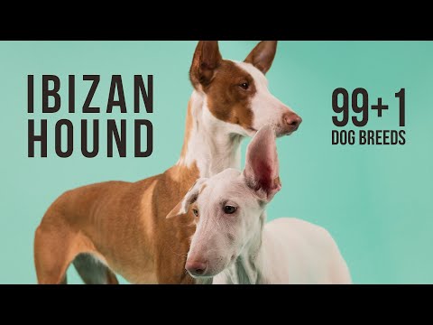 Ibizan Hound / 99+1 Dog Breeds