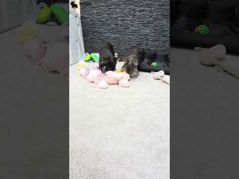 Video 1