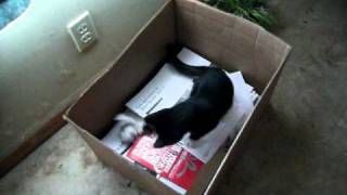Gypsy Kitty plays with paper ball