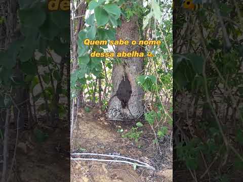 Aqui em João Dourado ba chamamos de tubi