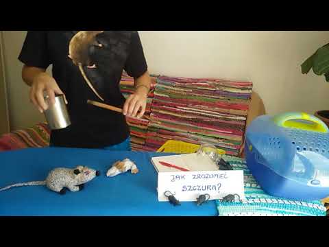 ŁĄCZENIE SZCZURÓW cz. II - ZACHOWANIA