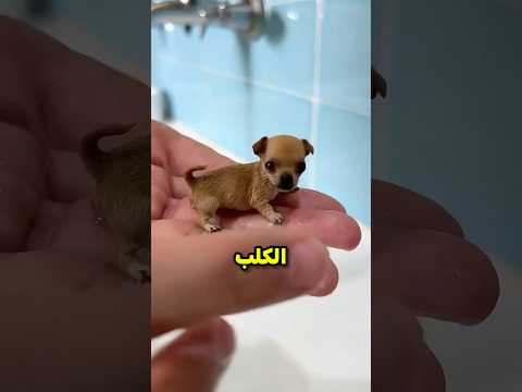 كان من المفترض ألا يكون هذا الجرو على قيد الحياة 😭💔