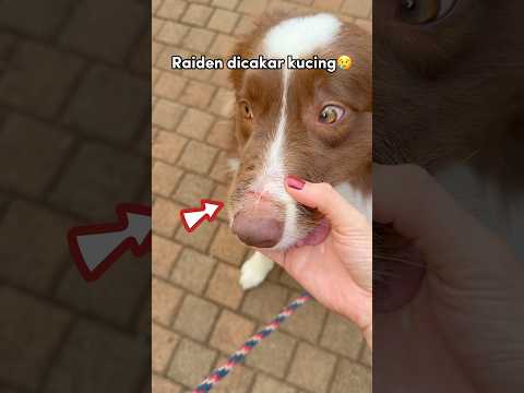 RAIDEN LUKA DICAKAR KUCING‼️😢 LEKAS SEMBUH RAIDEN🥹 #shorts #anjinglucu