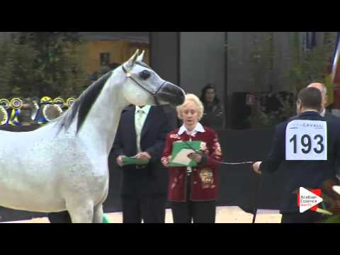 N.193 NASIM AL KHALEDIAH - Verona 2015 - Mares 7-9 years old (Class 8)