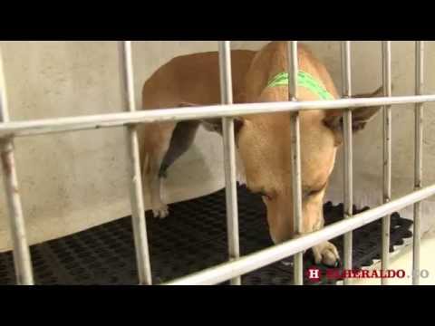 ‘Mix’, el perro que conmovió a muchos, sale de coma inducido