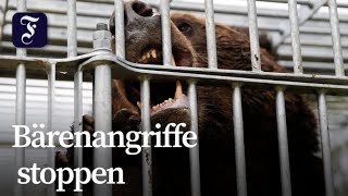 Militär bekämpft Bären